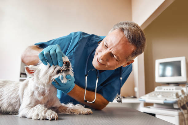 Best Mobile Emergency Dentist in Cedar Grove, FL